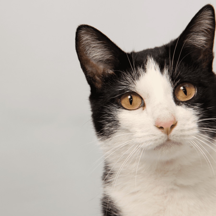 Gato blanco y negro