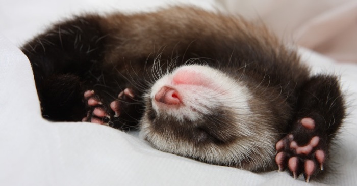 Hurón durmiendo
