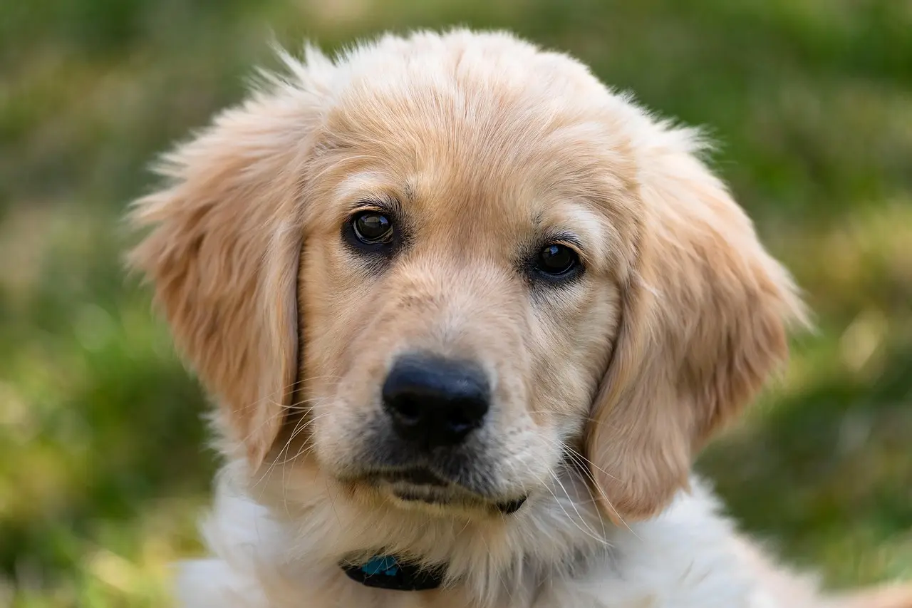 Cachorro golden retriever